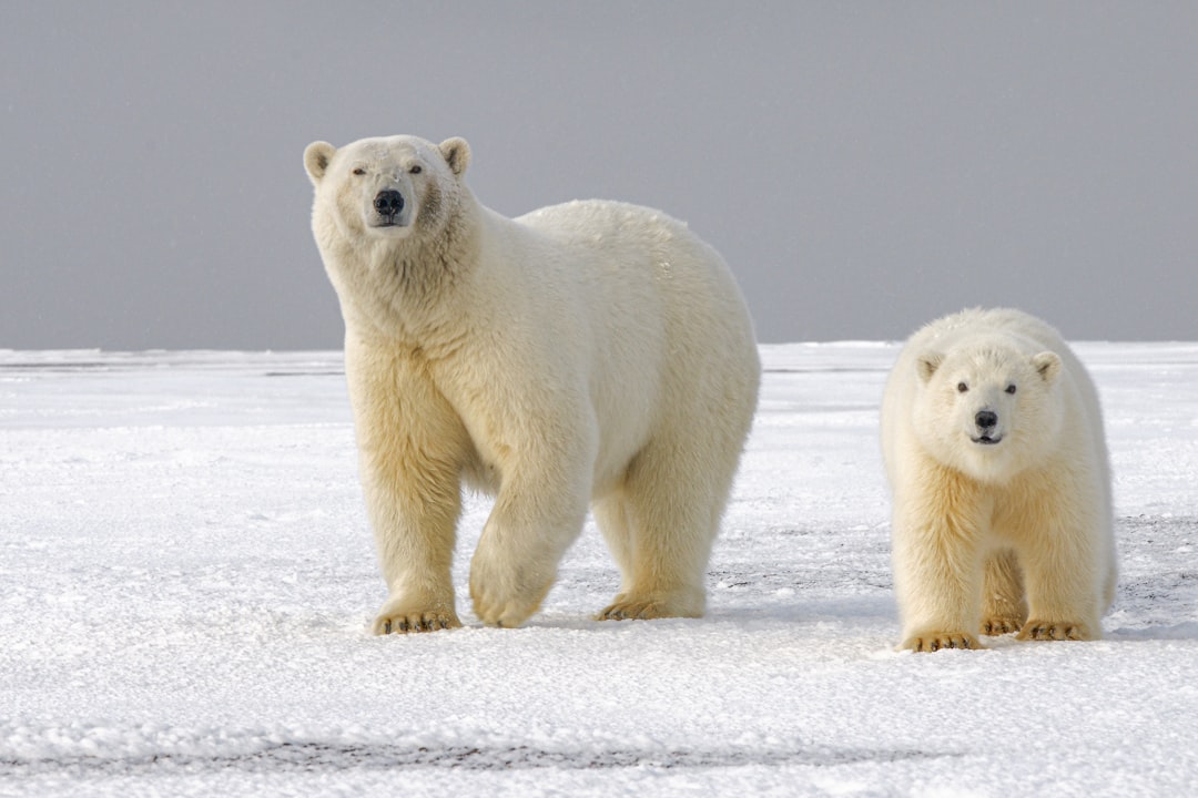 Photo Polar bear