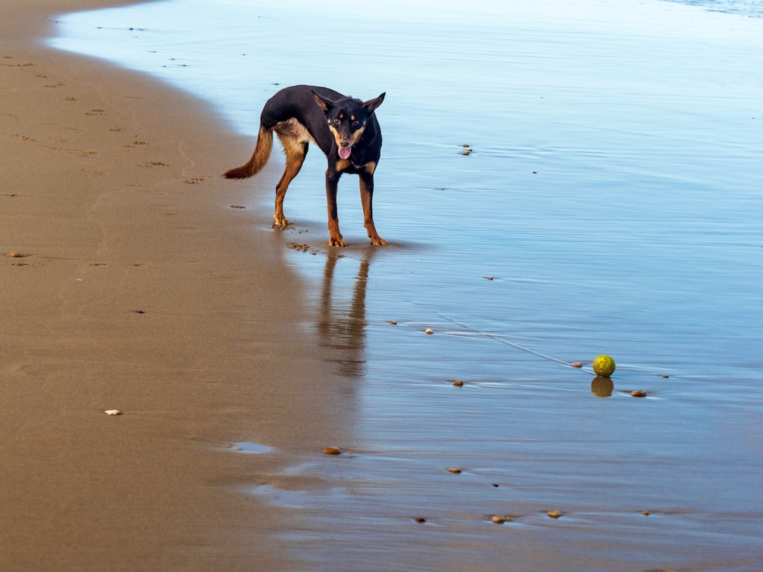 Photo Dog on beach